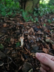 Leratiomyces ceres