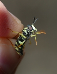 Chrysotoxum elegans