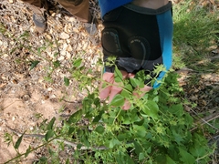 Brickellia grandiflora