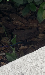 Plestiodon inexpectatus