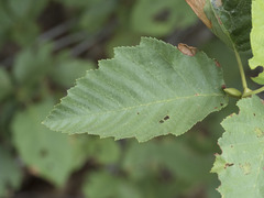 Alnus incana tenuifolia