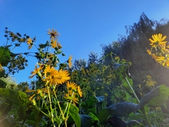 Silphium