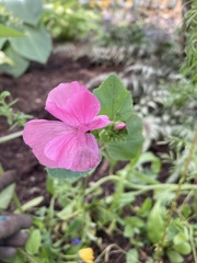 Malva sylvestris
