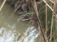 Lestidae