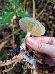 Clitocybe odora