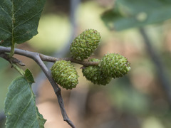 Alnus incana tenuifolia
