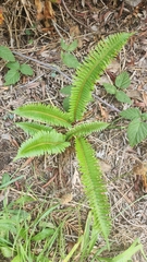 Polystichum munitum