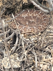 Crotalus ruber