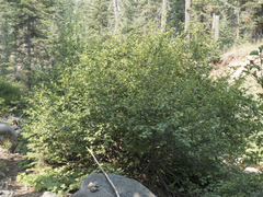 Alnus incana tenuifolia