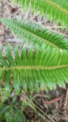 Polystichum munitum