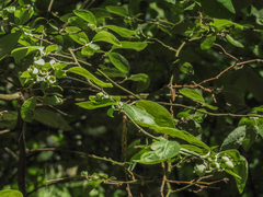 Vaccinium corymbosum
