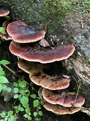 Ischnoderma resinosum