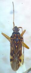 Lygaeoidea
