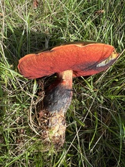 Neoboletus luridiformis