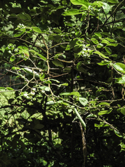 Vaccinium corymbosum