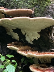 Ischnoderma resinosum