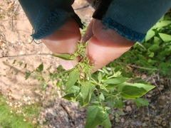 Brickellia grandiflora