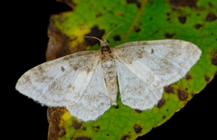 Hydrelia condensata