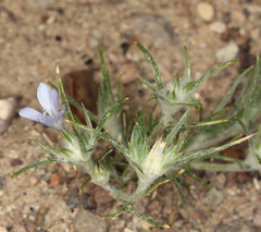 Eriastrum wilcoxii