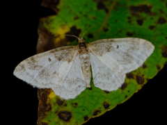 Hydrelia condensata