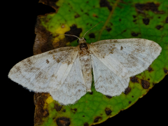 Hydrelia condensata