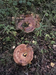 Lactarius turpis