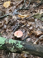 Russula rosacea