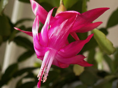 Schlumbergera