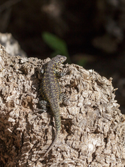 Liolaemus zapallarensis