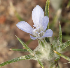 Eriastrum wilcoxii