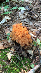 Ramaria