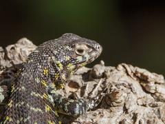 Liolaemus zapallarensis