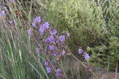 Aristea inaequalis