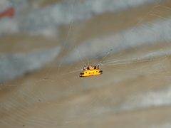 Gasteracantha cancriformis