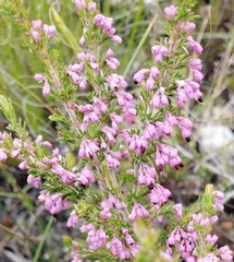 Erica placentiflora