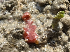 Botrylloides violaceus