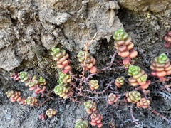Sedum divergens