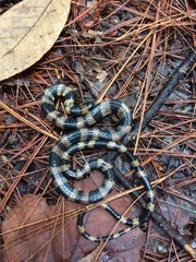 Pliocercus elapoides