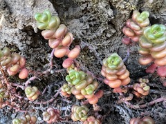 Sedum divergens