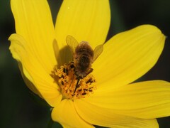 Sparnopolius confusus