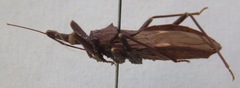 Eratyrus cuspidatus