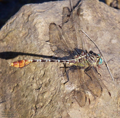 Dromogomphus spoliatus