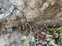 Sedum divergens