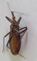 Eratyrus cuspidatus