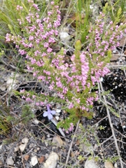 Erica placentiflora