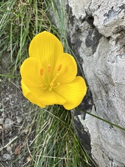 Sternbergia lutea