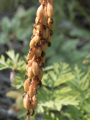 Corallorhiza maculata