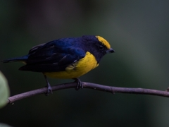 Euphonia xanthogaster
