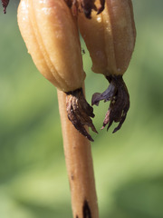 Corallorhiza maculata
