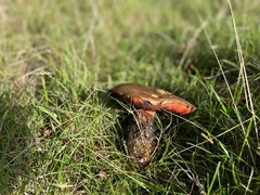 Neoboletus luridiformis